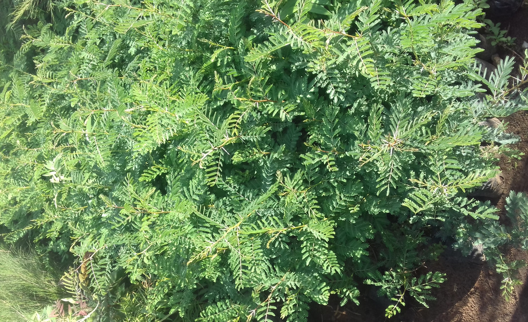 Dry land Tree Seedlings 