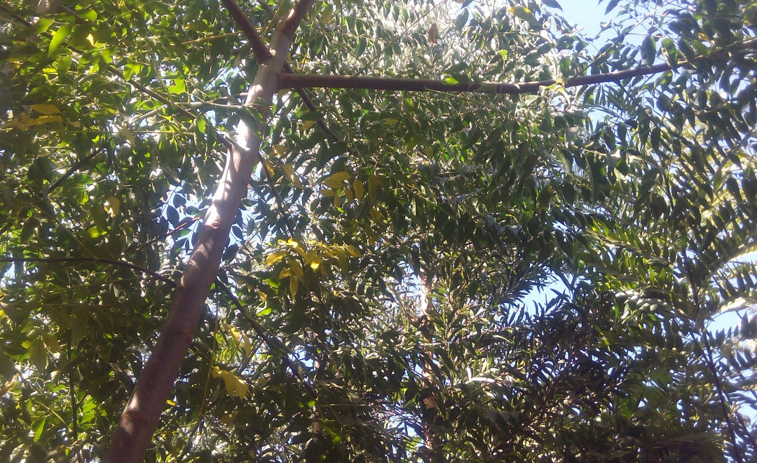 Konza Greens Forest