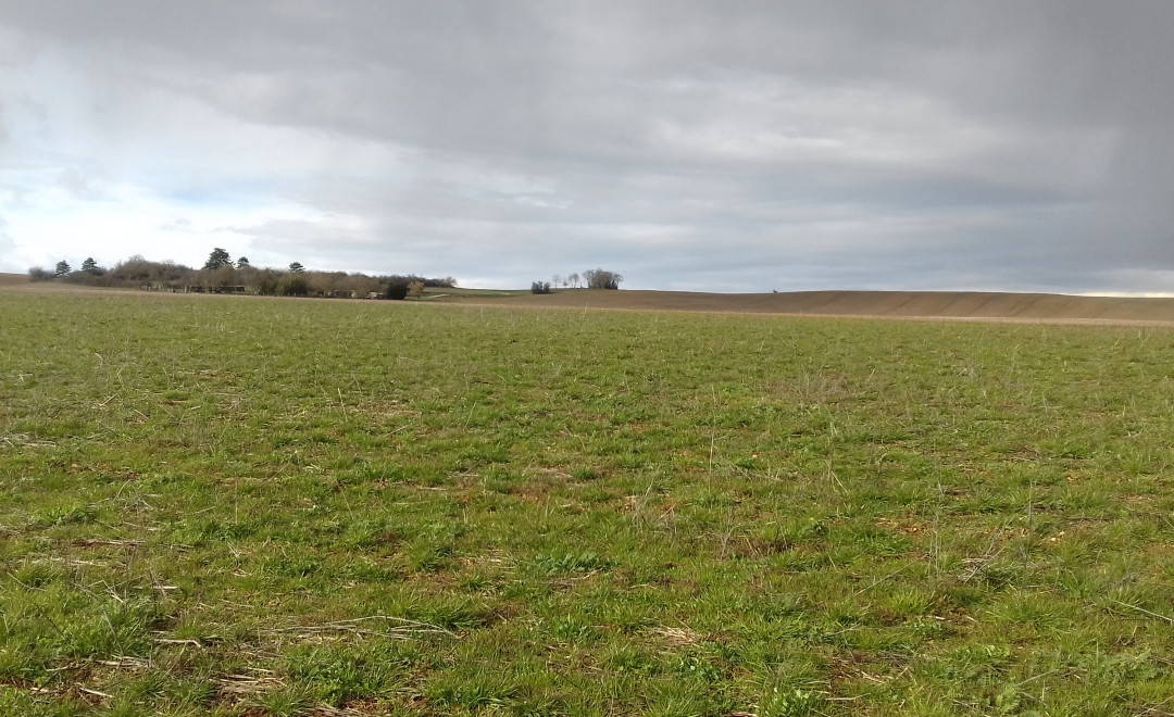 Chaignay 1 - Bourgogne (2019)
