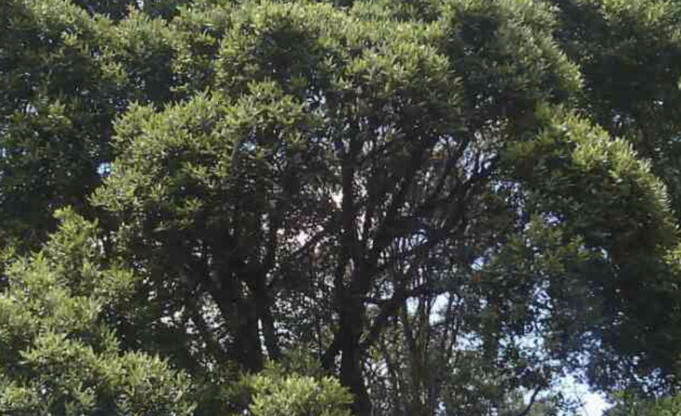 Ruthumbi Forest (2019)