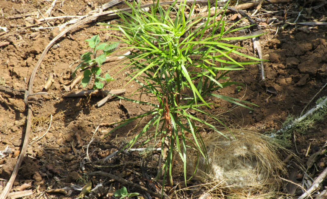 Marania Forest (2017 - 2019)
