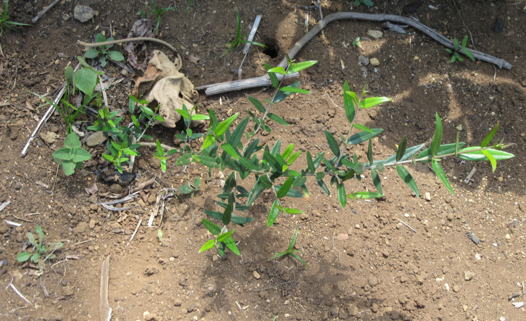 Kabura Forest (2019)