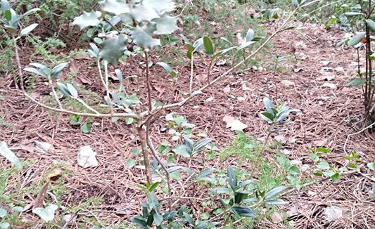 Costa Cunit