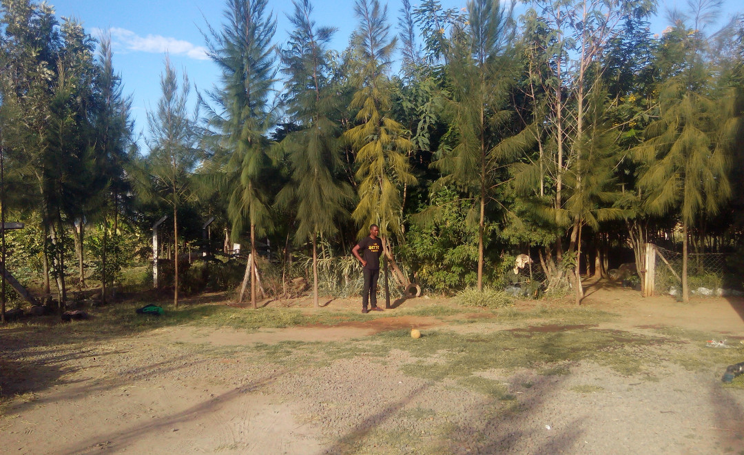 Konza Greens Tree Nursery Site 