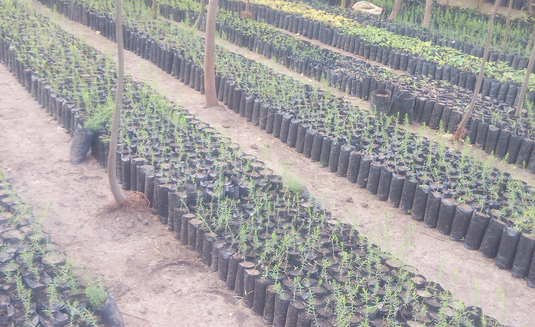 Konza Greens Tree Nursery Site 