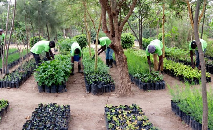 Konza Greens Tree Nursery Site 