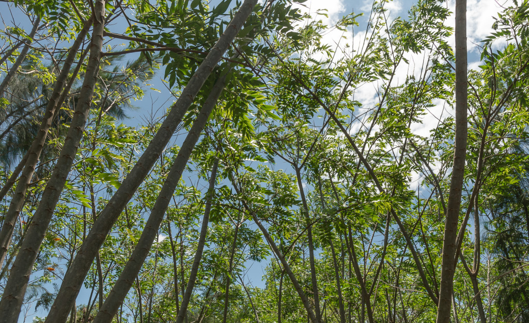 Konza Greens Tree Nursery Site 