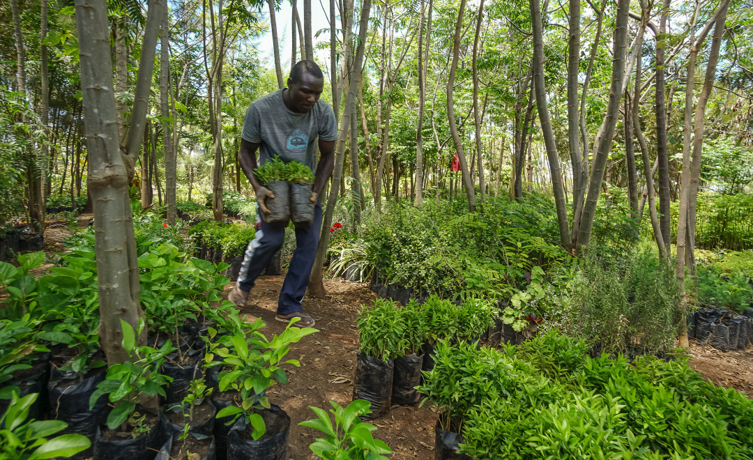 Konza Greens Tree Nursery Site 