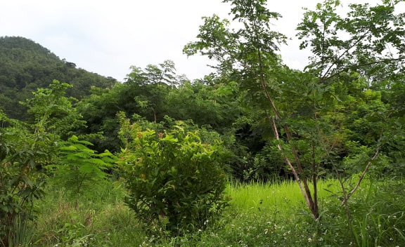 Main Project Site CNF (2020)