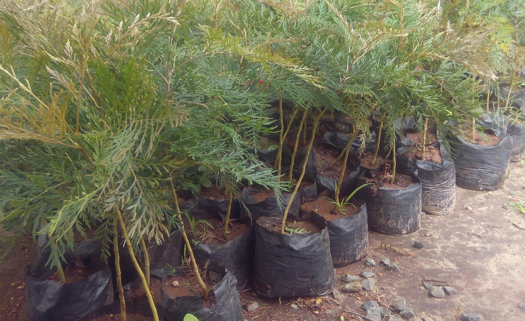 Grivelia  Seedlings 