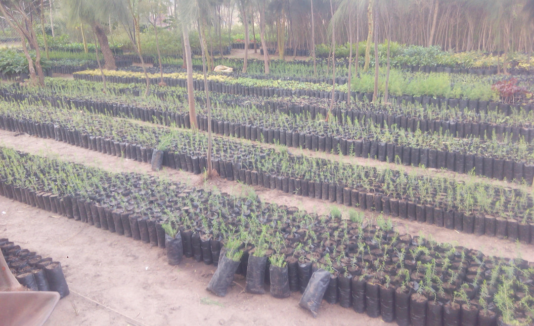 Konza Greens Tree Nursery 