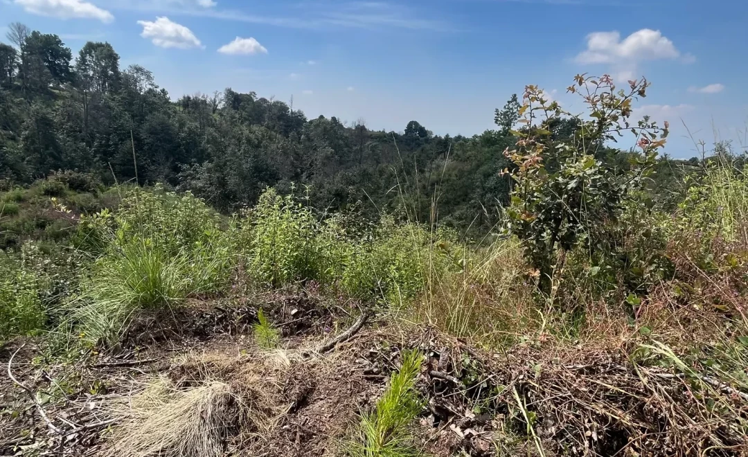 San Bartolomé Cuahuixmatlac Site 3