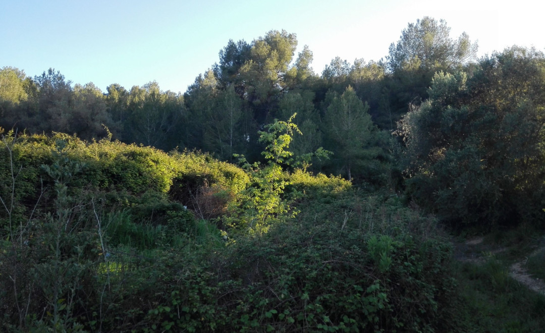 Robledal les Bassetes (2006/2020)