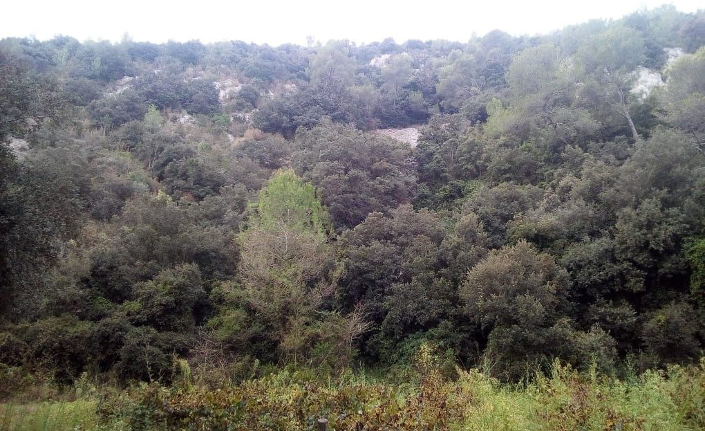 Alzinots del Turó de la Picarola