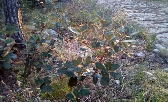 Bosc de la Fassina