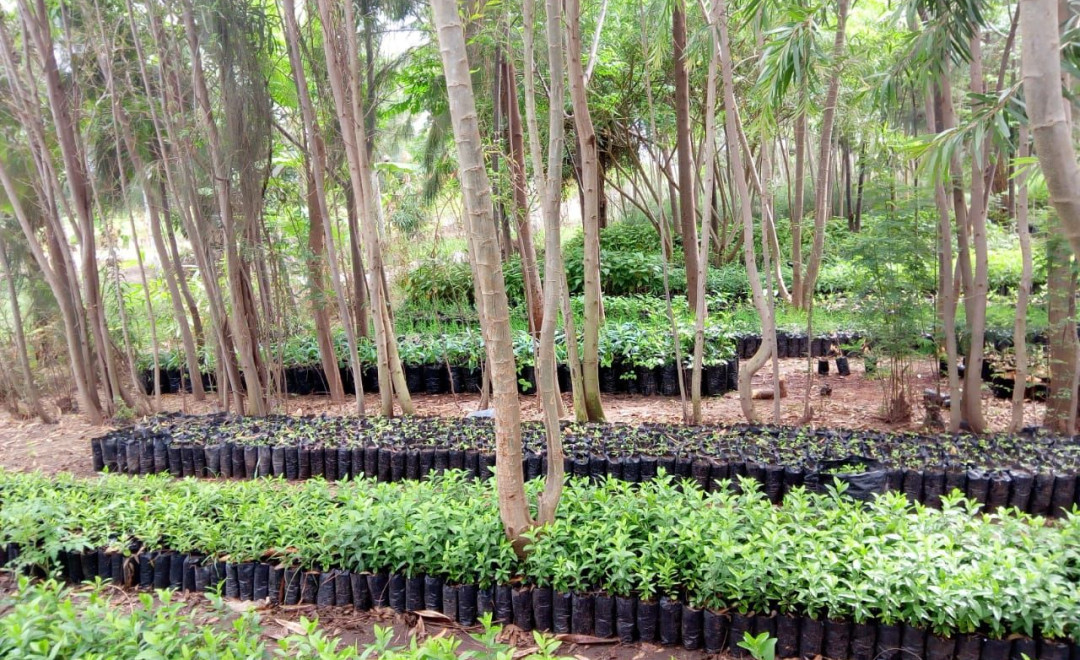 Konza Greens Tree Nursery 