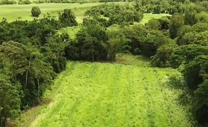 Mena Creek Reserve (2022)