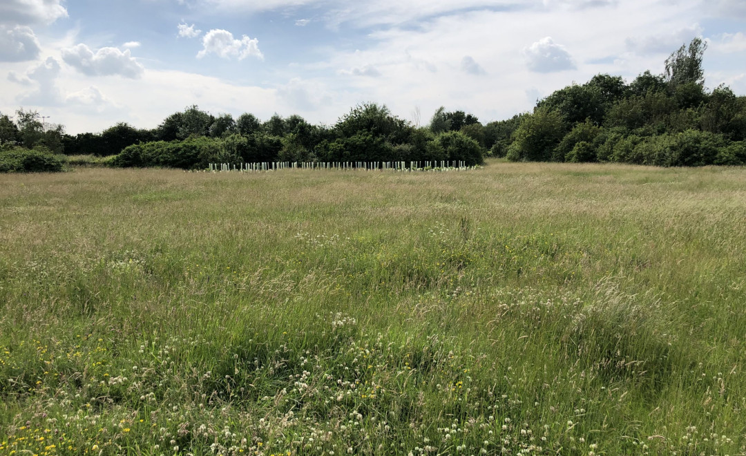 Middleton Wood Meadow-Milton Keynes