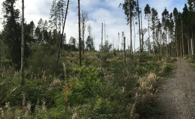 Ffynone Forest, Newchapel (Wales)