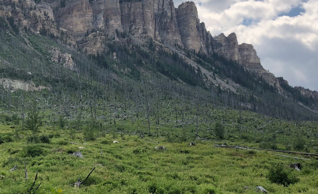 Shoshone National Forest (Wyoming)