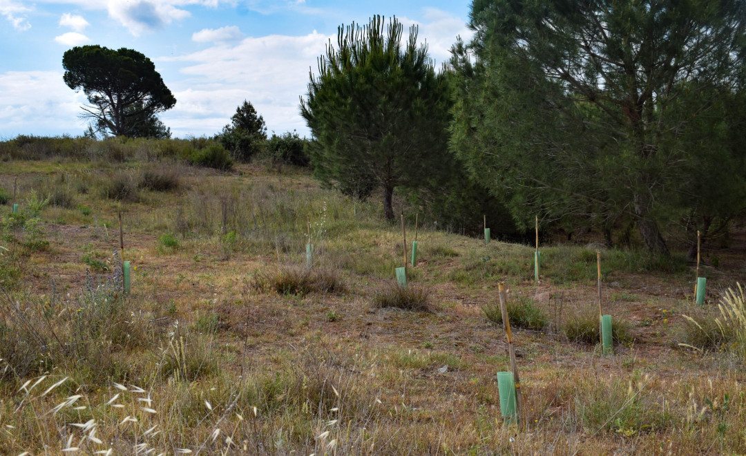 Pla de les Oliveres