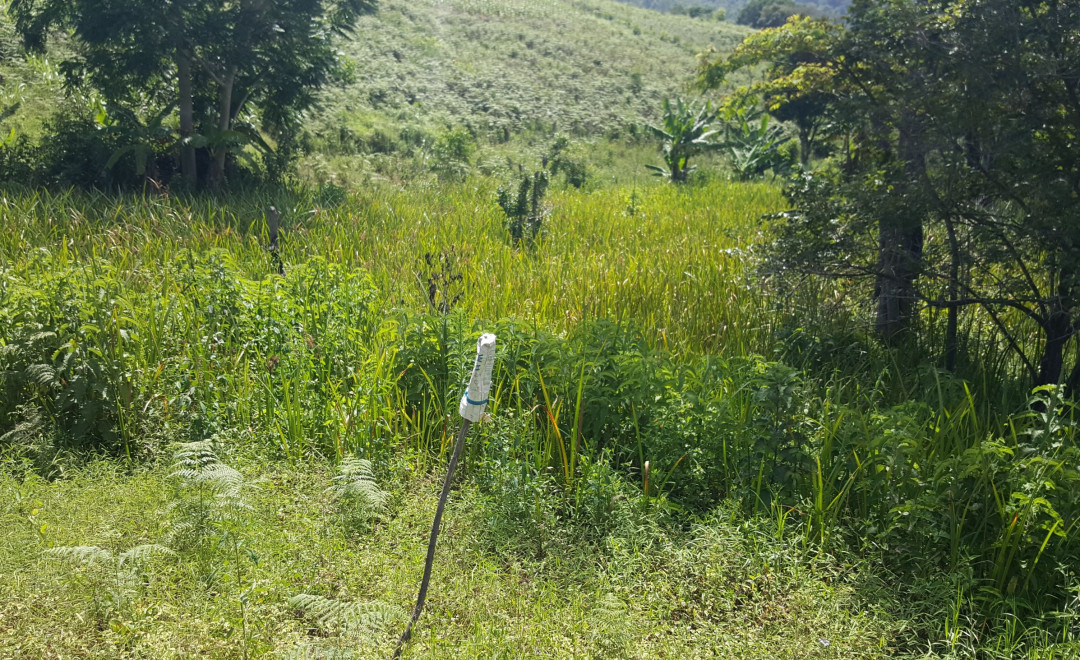 Mashewa 2