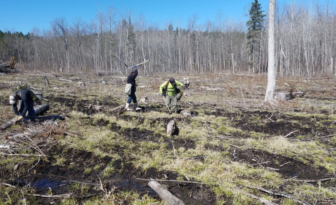 Chippewa NF (Minnesota)
