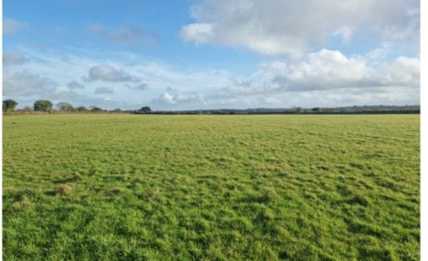 Tregothnan Estate- Truro (Cornwall)