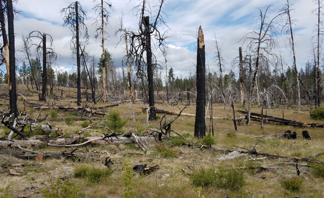 Ochoco National Forest (Oregon)