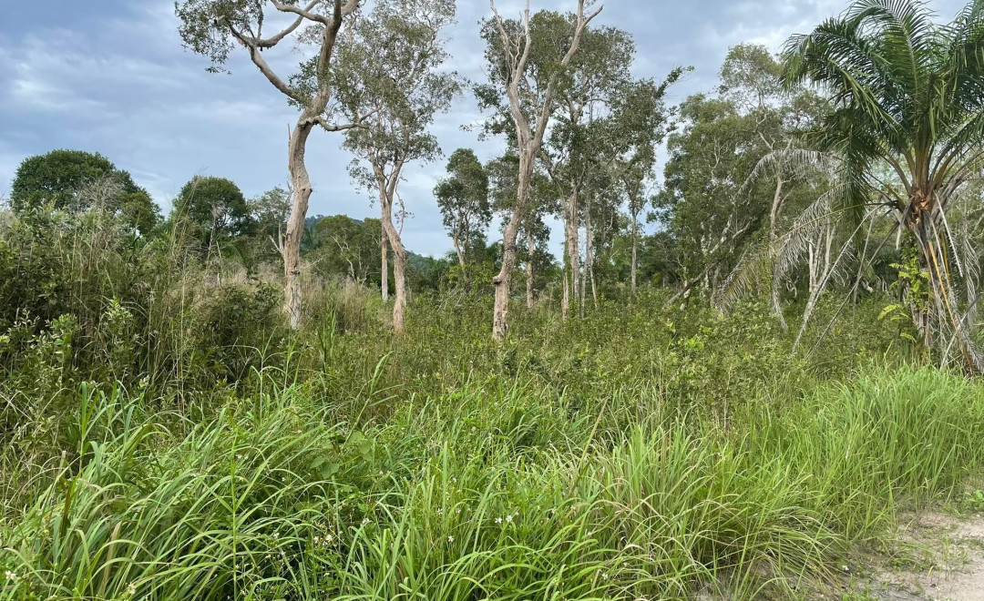 Krabi 5 (2022)