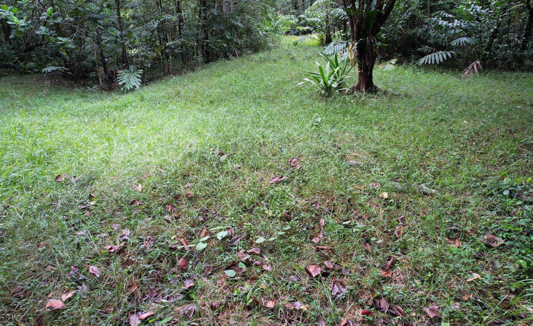 Nicole Drive, Cape Tribulation