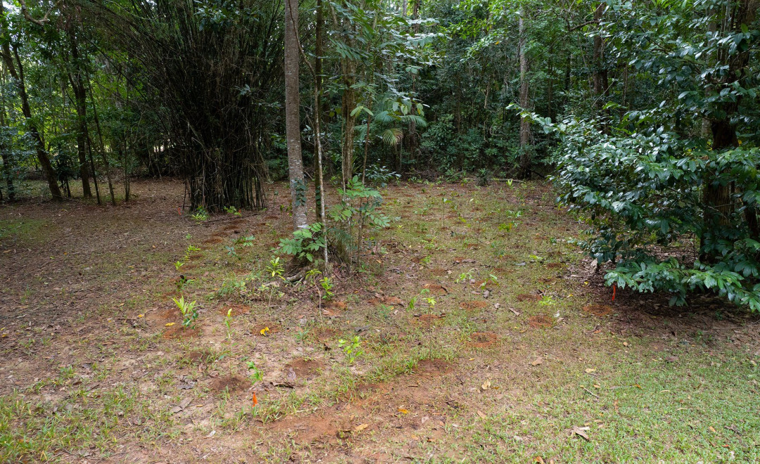 Epiphyte DL143D P