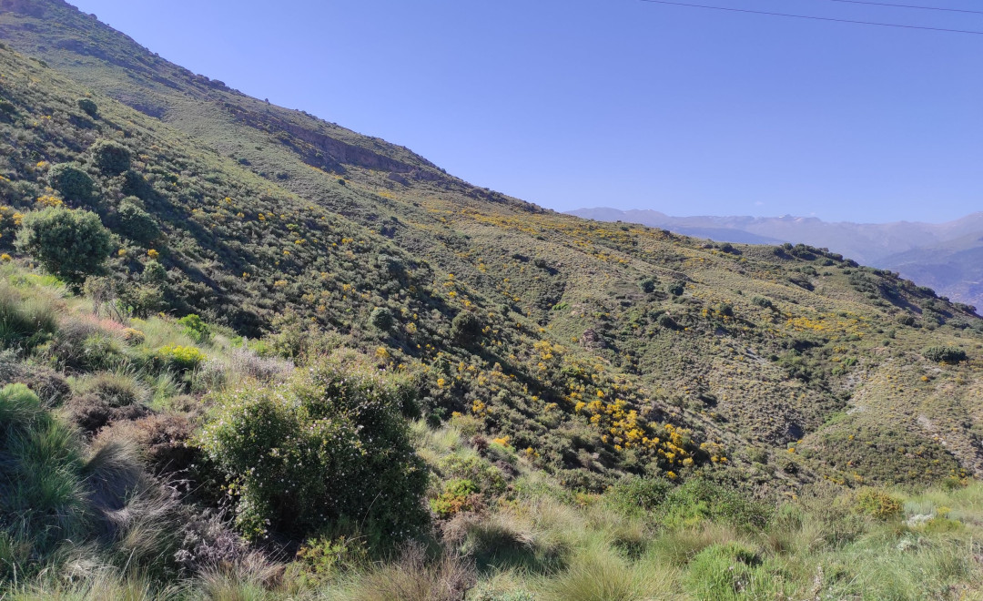Barranco Seco de Olías