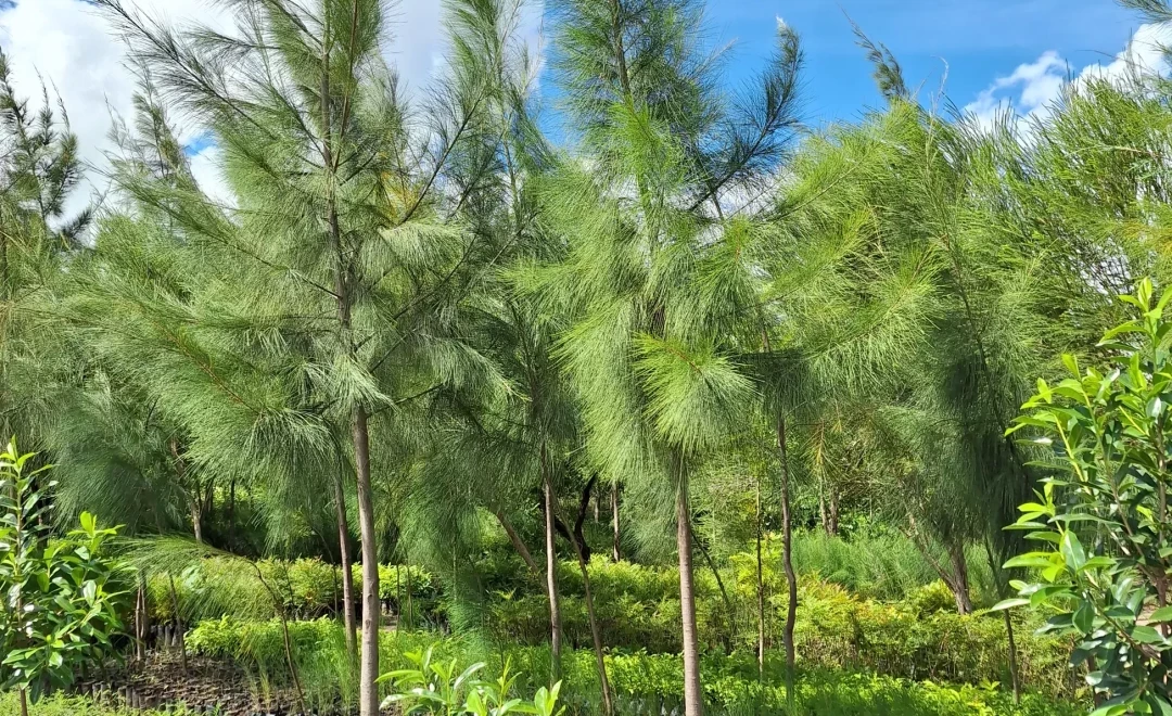 Konza Greens Tree Nursery forest
