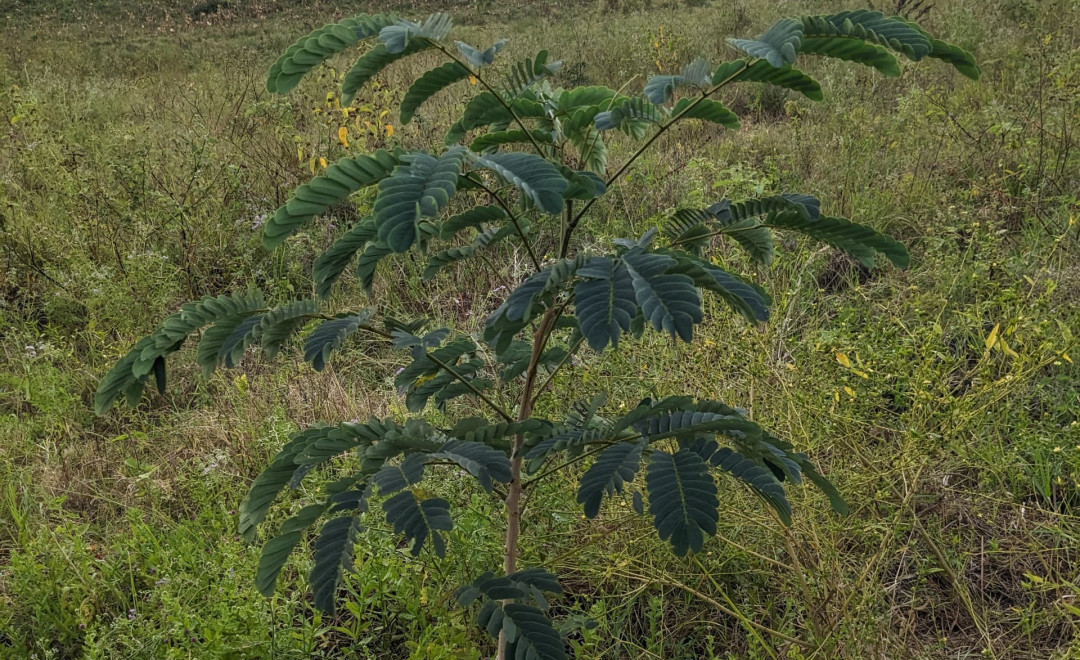 Msomera