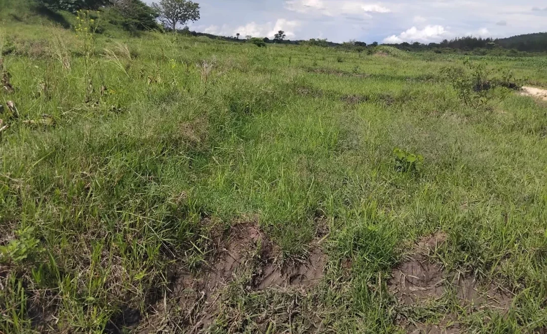 Lubeho (2025)