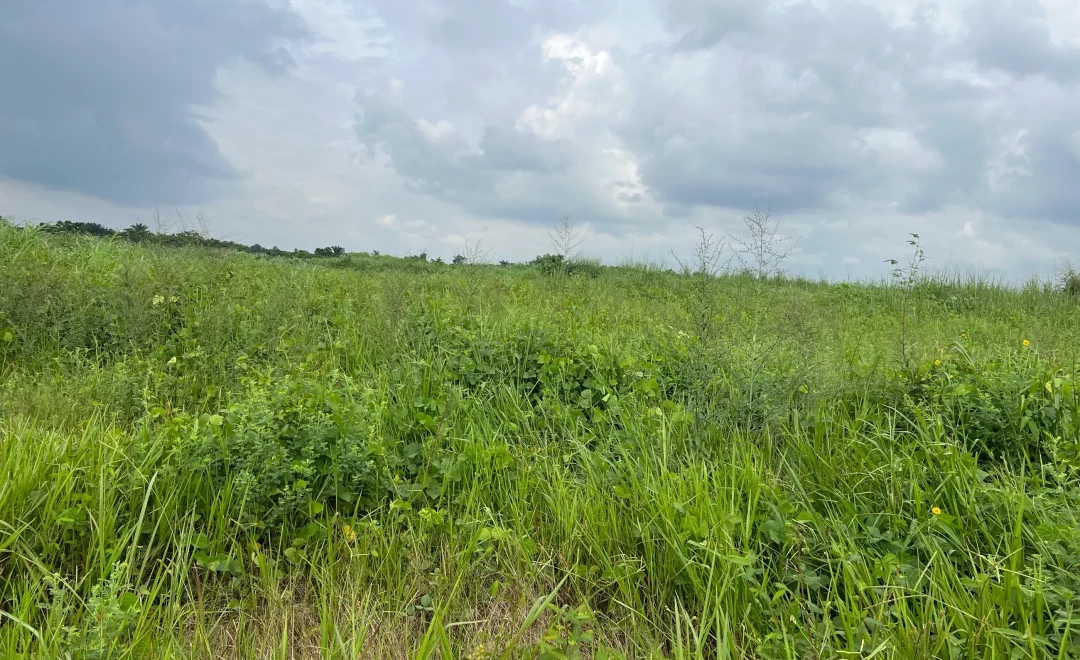 Ala Forest Reserve (2025)
