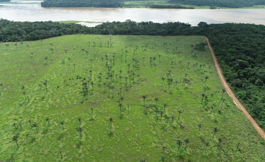 Amazon Bioeconomy Conservation