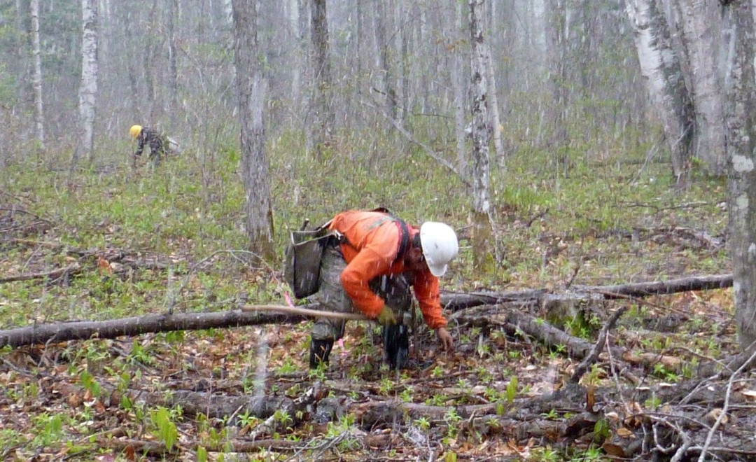 Hiawatha National Forest (Michigan)