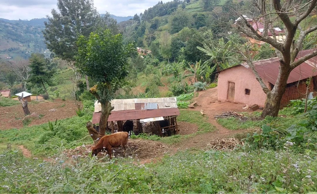 Mangika Hamlet-Baga