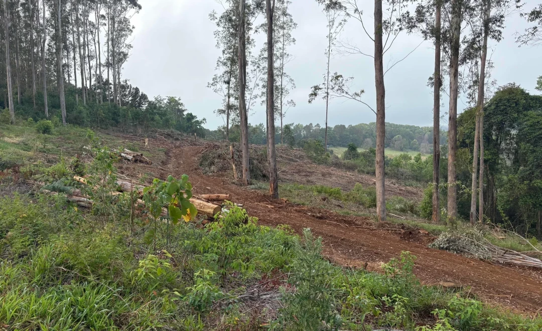 Coorabell Ridge (2025)