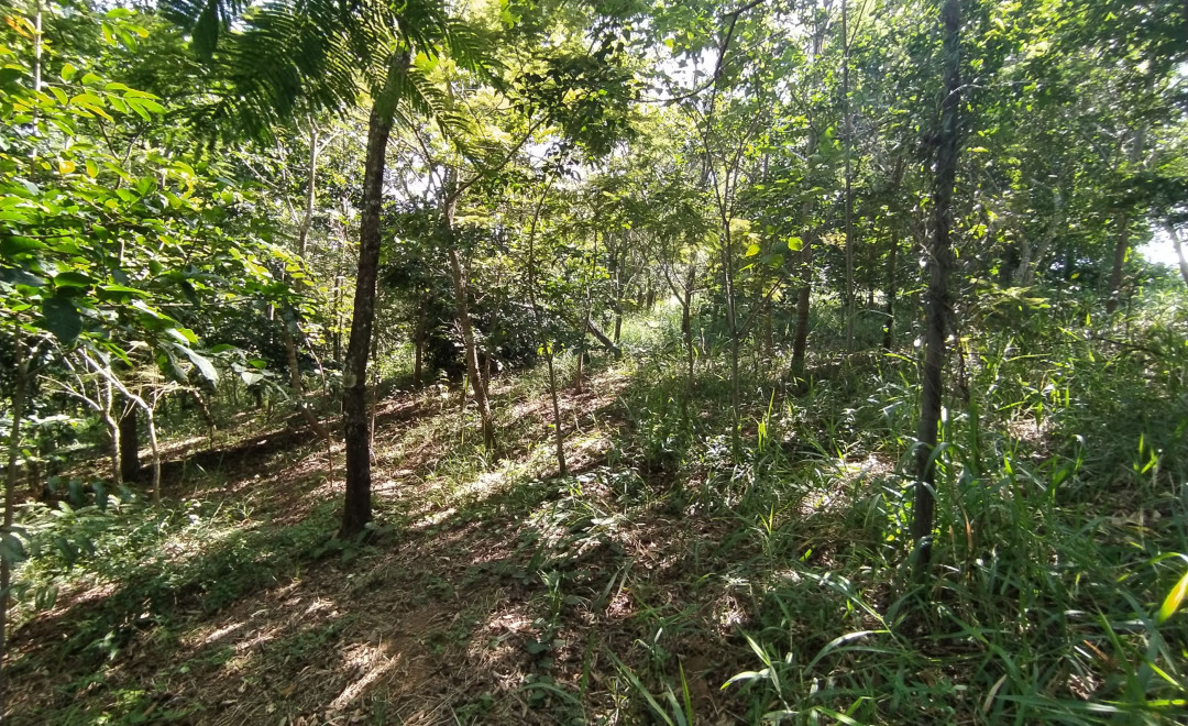 Fazenda Furquilha - Área 03