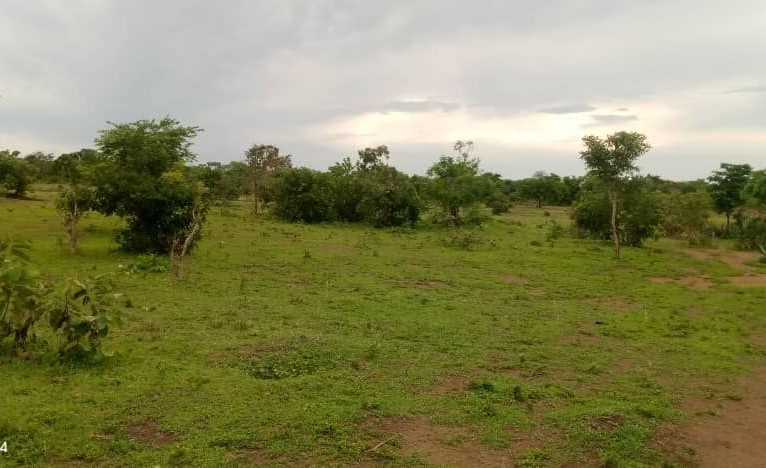Mwienzi Forest (2024)