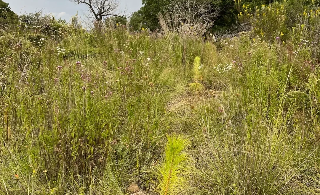 San Bartolomé Cuahuixmatlac Site 2