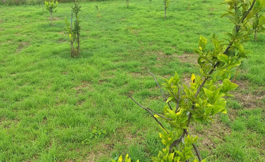 José, Senguio
