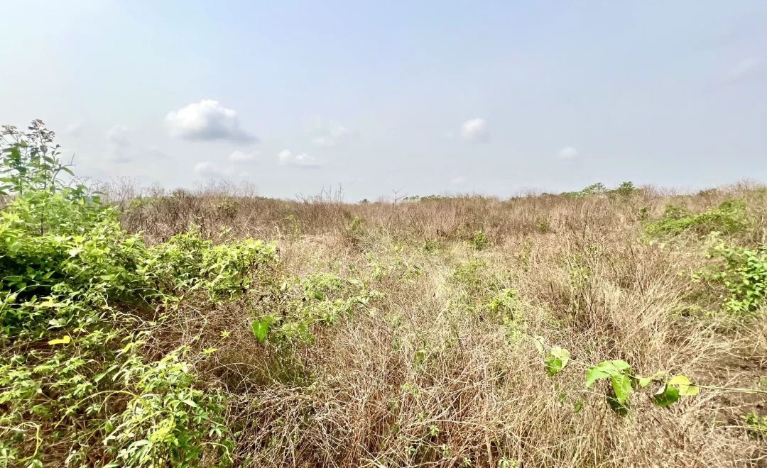 Aerobic Forest Plantation
