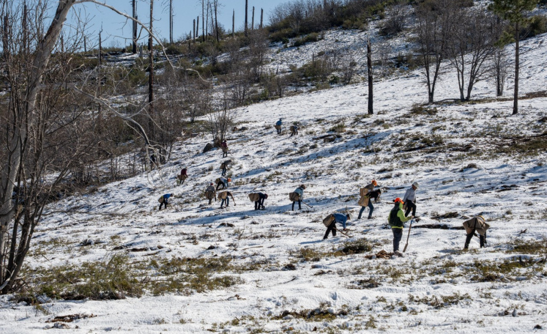 Rim Fire Restoration