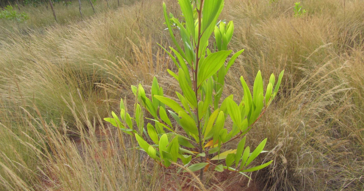  Acacia  Mangium  plant  en 2014 Tree  Nation Project s 