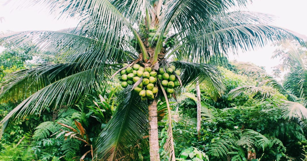 Palma de coco. Coco Nucifera. Aquí el coco está aú... | Tree-Nation ...