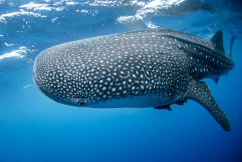 WhaleSharkDay